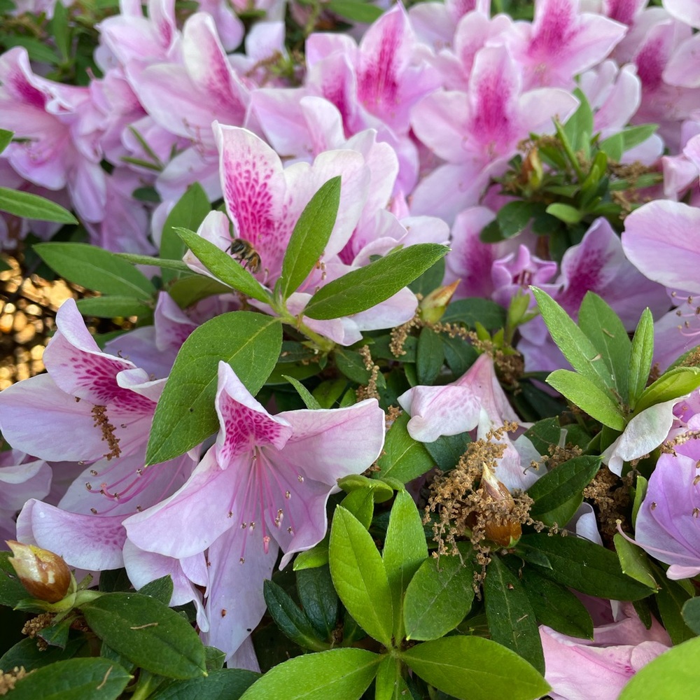 Meet your Posher, Michelle